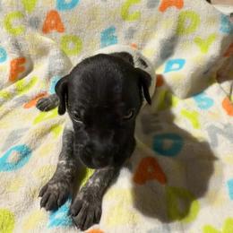 Red - Black roan male German Shorthaired Pointer puppy in Jackson, Georgia from Rosengrace Gsps (formerly Tiner GSP’s)