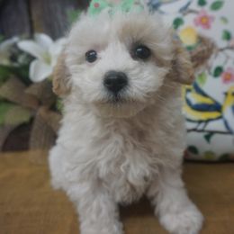 Sally Jo - Cream Companion Cross puppy in Norwood, Missouri from Panther Creek Road