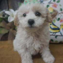 Sally Jo - Cream Companion Cross puppy in Norwood, Missouri from Panther Creek Road