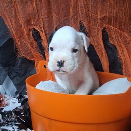 Girl 4 - White female Boxer puppy in Pikeville, Kentucky from Boxers of Whispered Wishes