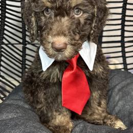 Bernedoodle, Goldendoodle, and Poodle Puppies from Poodle and Doodle Haven