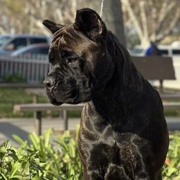 Cane Corso Puppies from Lionheart Cane Corso
