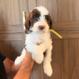 Chocolate Parti male - Parti male Goldendoodle puppy in Vallejo, California from Well Rooted Doodles