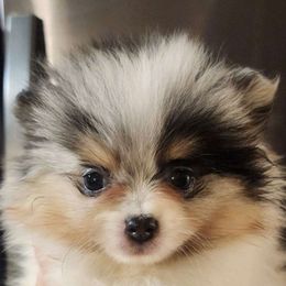 River - Pomeranian puppy from Steel City Exotics