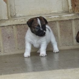 Sneak Boy 1 - White and tan male Russell Terrier puppy in Middletown, Virginia from DBF Russell Terriers