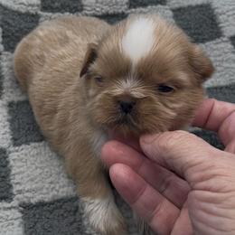 Pearl - pink collar - Cream and white female Shih Tzu puppy in Clarksburg, West Virginia from Pilgrim Shih tzu