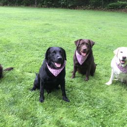 Labrador Retrievers from S & P Labradors