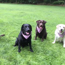Labrador Retrievers from S & P Labradors