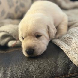 Boy 3 - Yellow male Labrador Retriever puppy in Isanti, Minnesota from Four Corners Family Labs