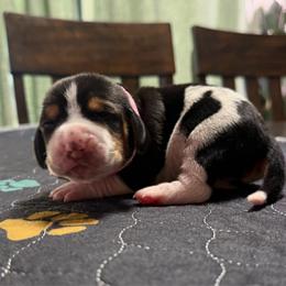 Pink collar- Sofia - Black brown and white female Basset Hound puppy in Park City, Kansas from Stegmans Basset Hounds