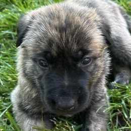 Boy 4 - Dutch Shepherd puppy from North Mountain Dutch Shepherds