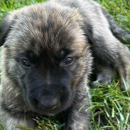 Boy 4 - Dutch Shepherd puppy from North Mountain Dutch Shepherds