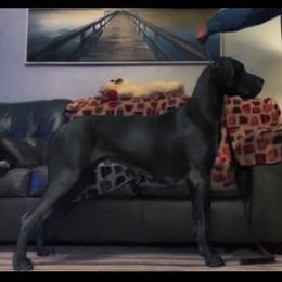 Lainey  - Great Dane