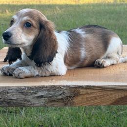 Beau - Dapple male Dachshund puppy in Hazlehurst, Georgia from DrakeFire Dachshunds