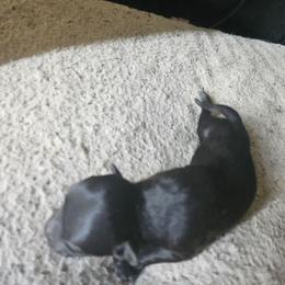 Black Girl - Black female Belgian Sheepdog puppy in Virginia Beach, Virginia from Sea Major Belgians