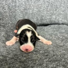 Wilber - Black tri-color male Australian Shepherd puppy in Kentland, Indiana from Pine Grove Aussies