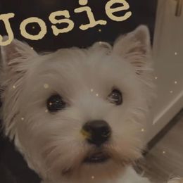 JOSIE - West Highland White Terrier