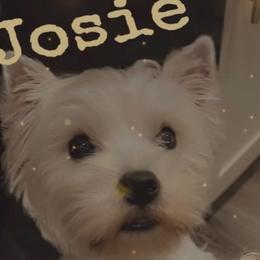 JOSIE - West Highland White Terrier