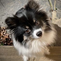 Maya - Pomeranian