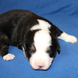 Ash - Black tri male Miniature American Shepherd puppy in Hillsdale, Michigan from Faithwalk Aussies and Mini American Shepherds