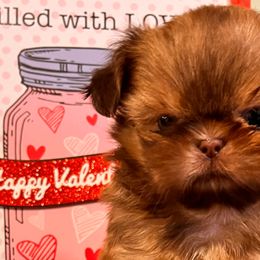 Leo - Liver Shih Tzu puppy in Beatrice, Nebraska from I Shih Tzu Not Puppies