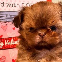 Leo - Liver Shih Tzu puppy in Beatrice, Nebraska from I Shih Tzu Not Puppies