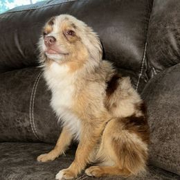 Whiskey - Toy Australian Shepherd