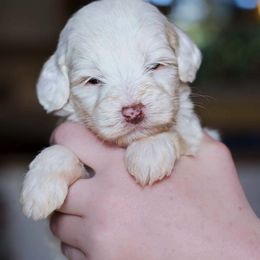 Goldendoodles and Labradoodles from Dunedoodles