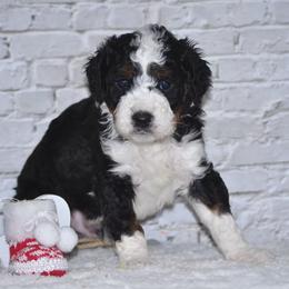 Frosty - Tri-color male Bernedoodle puppy in Moulton, Iowa from Shondel Puppy Paws