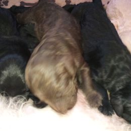 Goldendoodle and Poodle Puppies from Cristin's Poodles