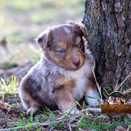 Miniature American Shepherd, Miniature Australian Shepherd, and Toy Australian Shepherd Puppies from Best Little Aussies