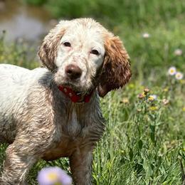 English Setter Puppies from Steens Mountain Setters