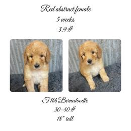 Red abstract female - Red female Bernedoodle puppy in Clarksville, Iowa from Iowa Heartland Doodles