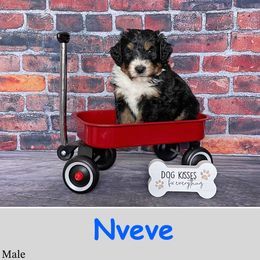 Nveve - Bernedoodle puppy from Country Breeze Doodles & Poodles