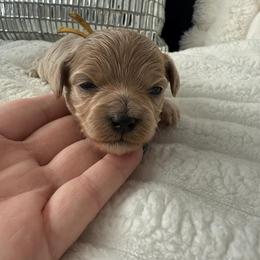 Yellow reserved Olvera family. - Apricot female Maltipoo puppy in Fredericktown, Missouri from Doodle Pups Fur-Ever