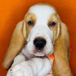 Orange - Lemon and white male Basset Hound puppy in Justin, Texas from S&G's Bassets