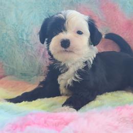 Powderpuff male 3 - Black and white male Chinese Crested puppy in New Castle, Pennsylvania from Long Haul Cresteds & Long Rotts