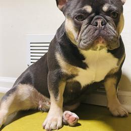 Moonbeam - French Bulldog