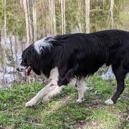 Toby - English Shepherd