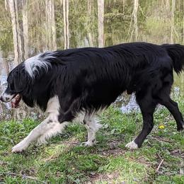 Toby - English Shepherd