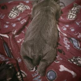 Cane Corso Puppies from Killing Joke Cane Corsos