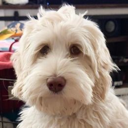 Eden - Australian Labradoodle