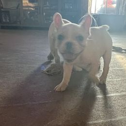 Girl 1 - Cream French Bulldog puppy in Minco, Oklahoma from Findley’s Furbabies