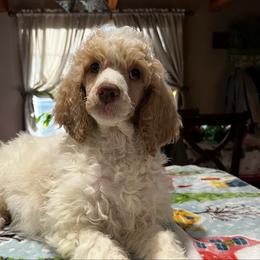 Tasha - Parti female Poodle puppy in Wolf Creek, Oregon from Dejah Bleu Kennels