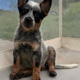 Aster - Blue mottled female Australian Cattle Dog puppy in Seneca, Missouri from MO Morningstar Heelers