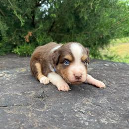 RTM - Royal blue Collar - Red tri male Miniature Australian Shepherd puppy in Natural Dam, Arkansas from Natural State Aussies