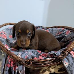 Panini - Chocolate and tan female Dachshund puppy in Lyles, Tennessee from Knox Ridge Dachshunds