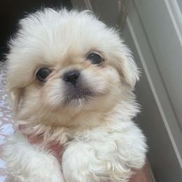 Luke - White male Pekingese puppy in Winchester, Virginia from Posh Pekingese