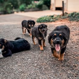 Miniature American Shepherd and Miniature Australian Shepherd Puppies from Whiskeytown Aussies
