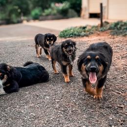 Miniature American Shepherd and Miniature Australian Shepherd Puppies from Whiskeytown Aussies